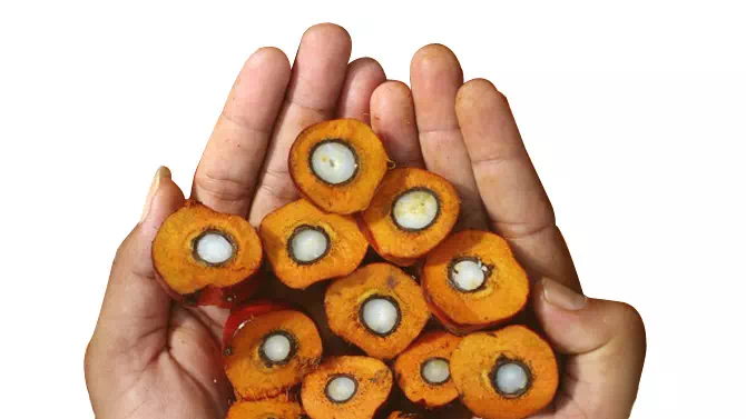 Minyak goreng kelapa sawit murah dan sehat